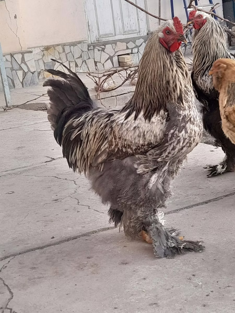 براهما