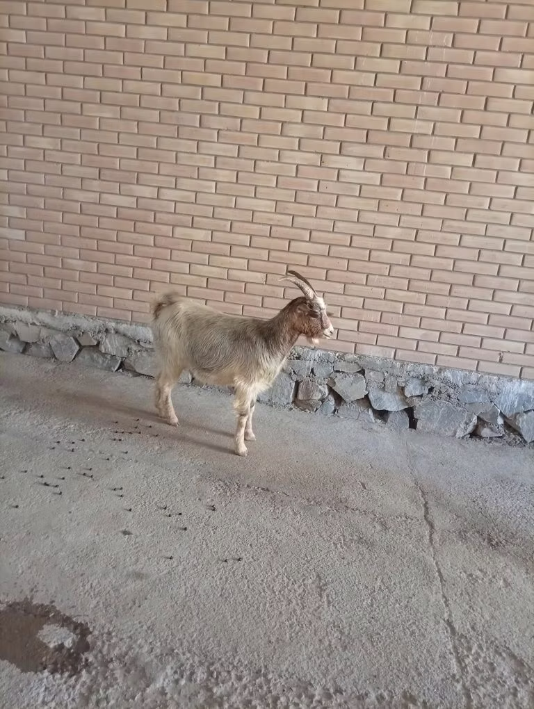 Alpine goat