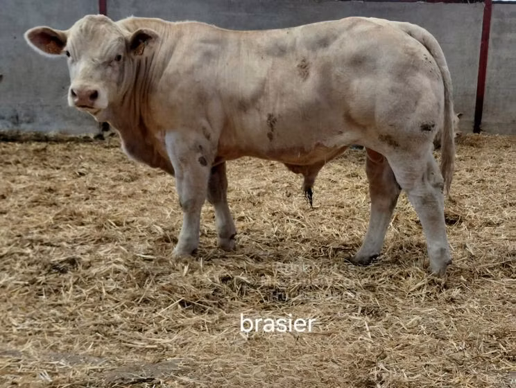 Charolais cattle