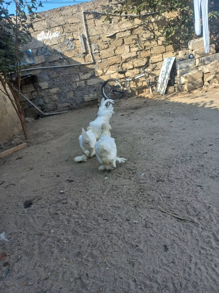 सुल्तान