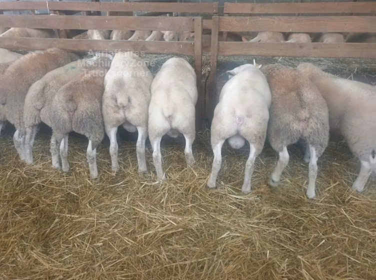 Baerchuke sheep