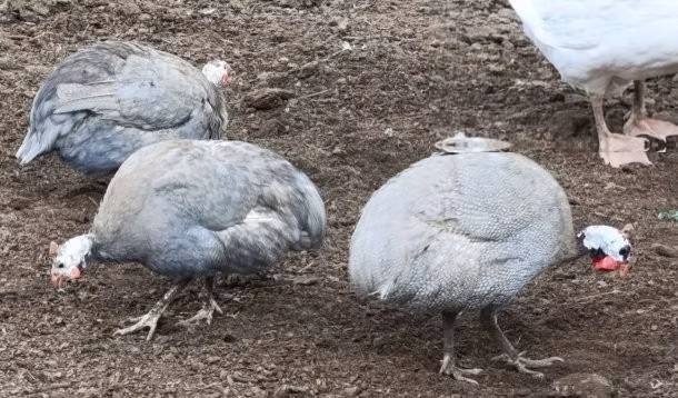 Lavanda
