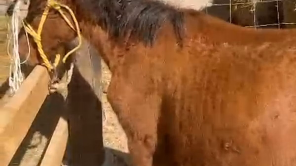 Kazakh horse