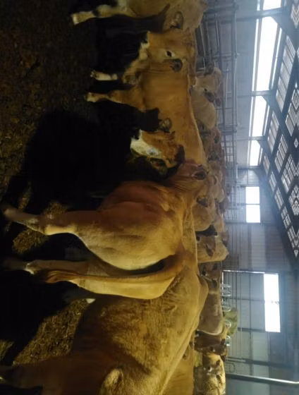 Aubrac cattle