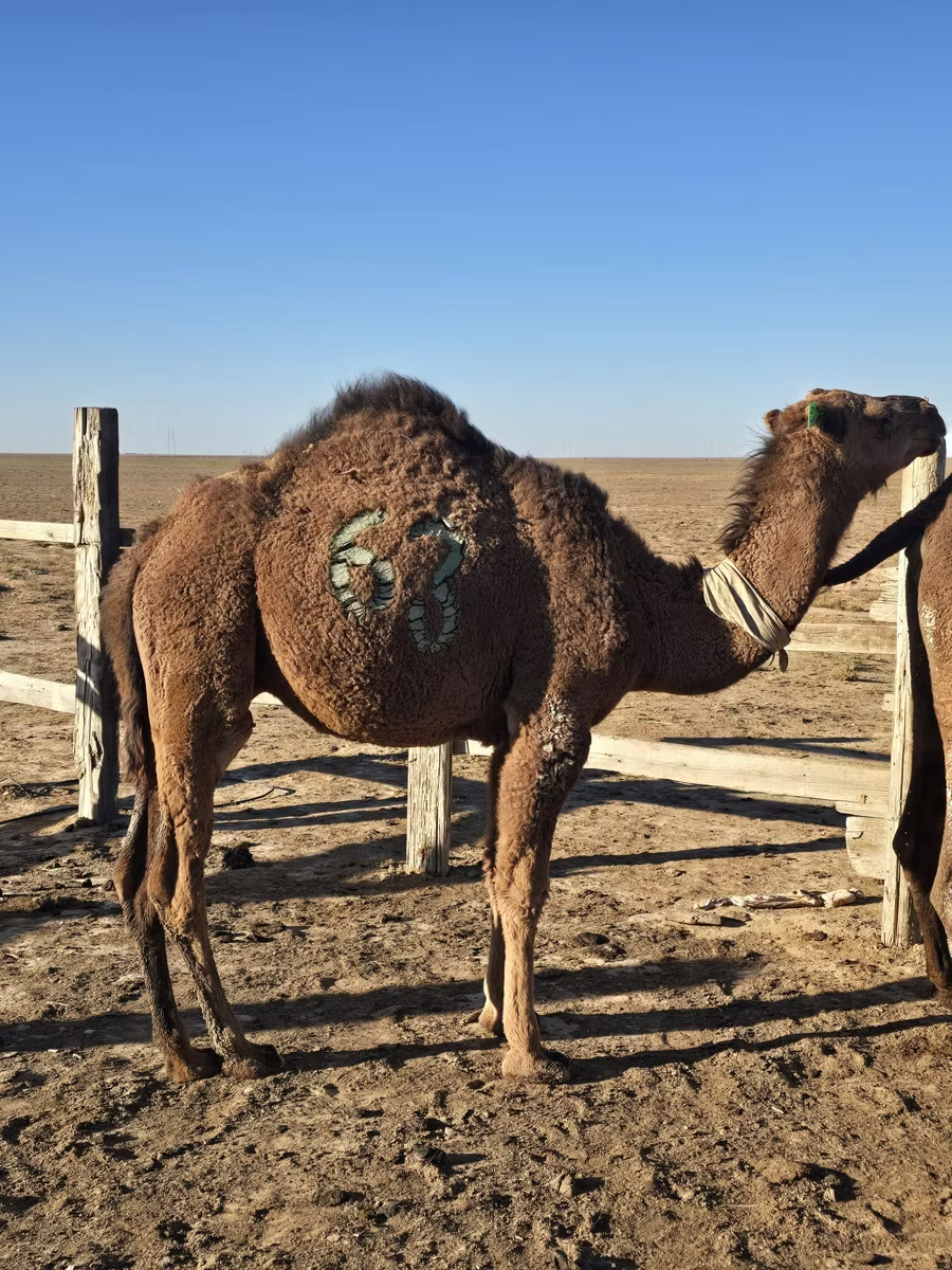 Arvana camel