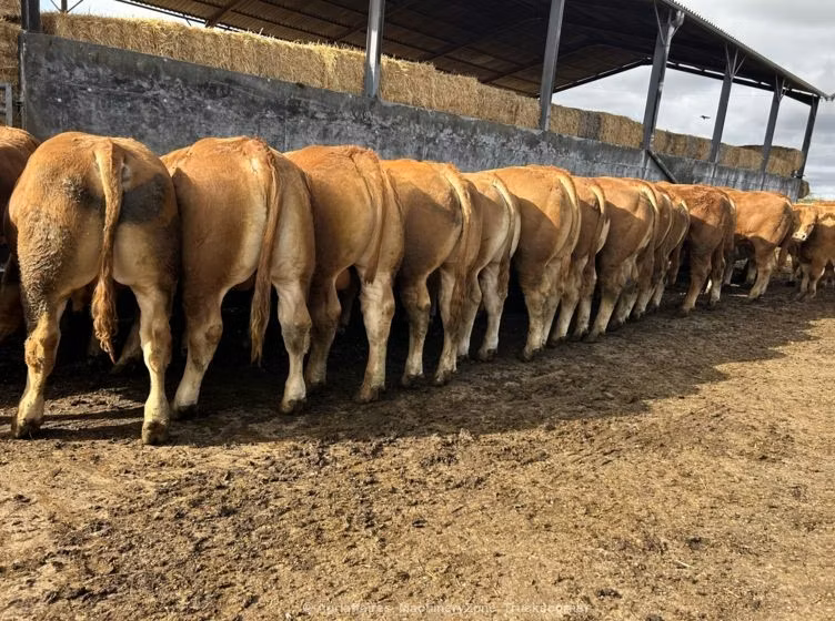 Limousin cow