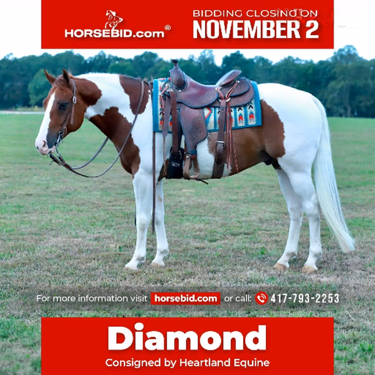 Quarter Horse
