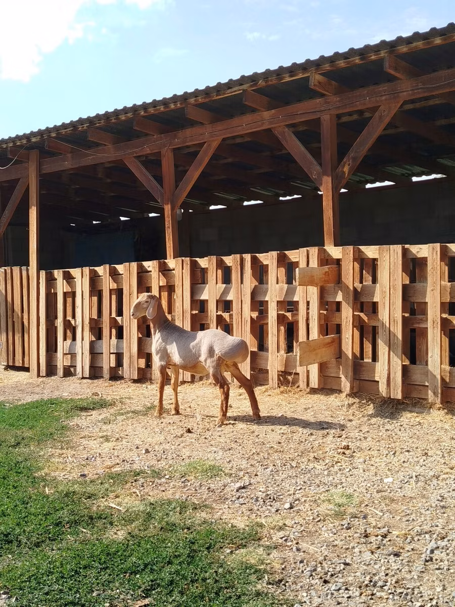 Edilbay sheep
