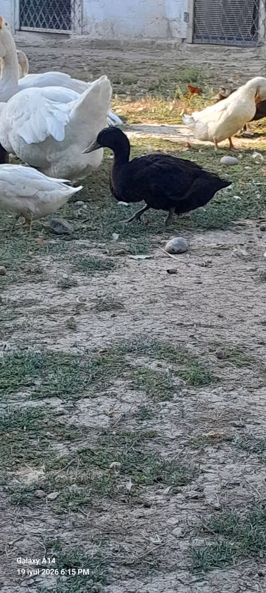 أستراليان سبوتد