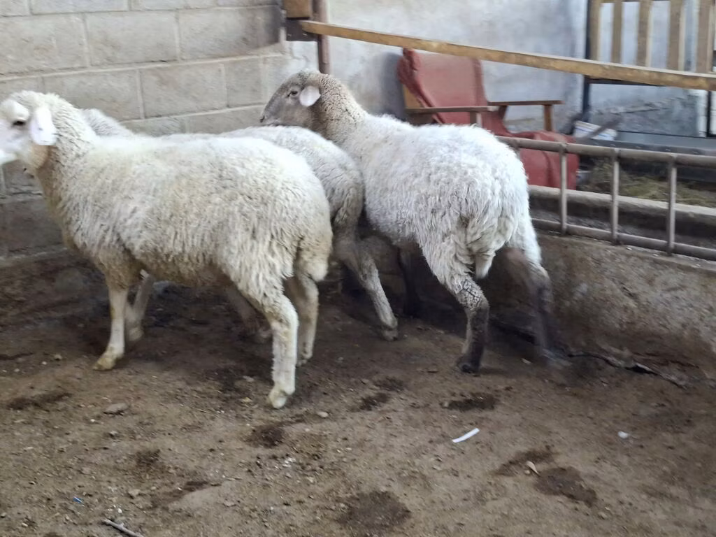 Merino sheep