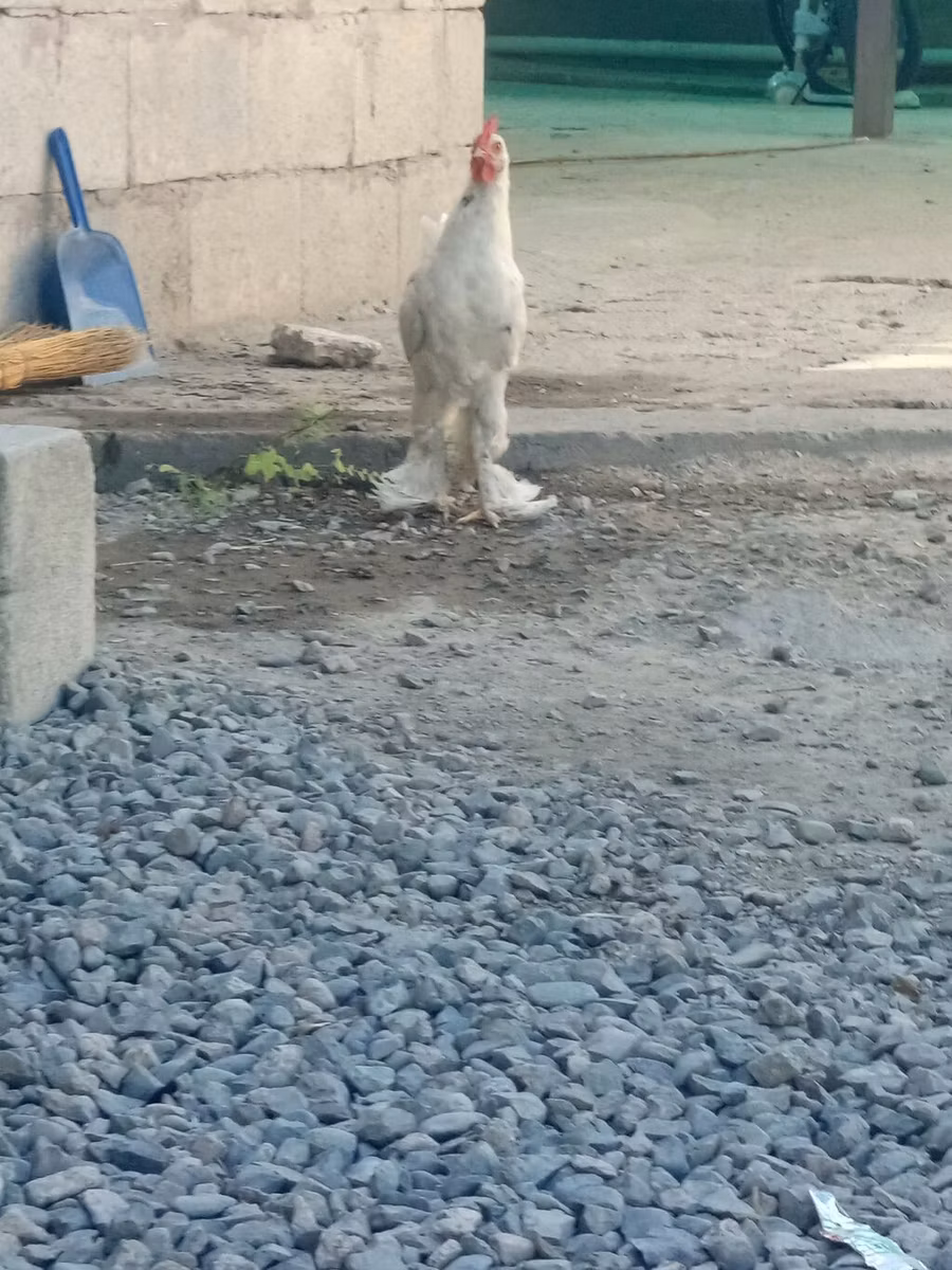 برگیشه کرِهر