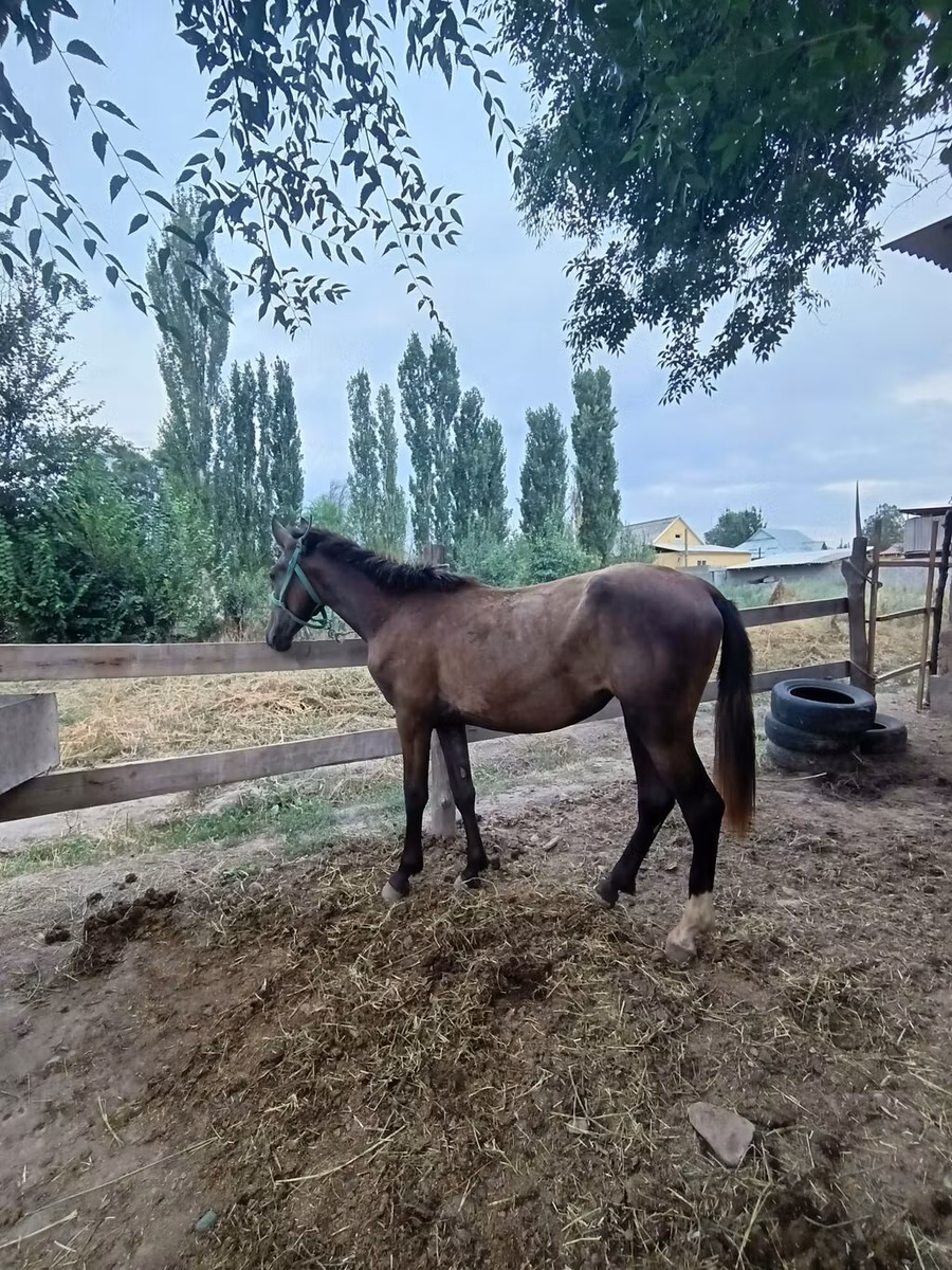 French Trotter