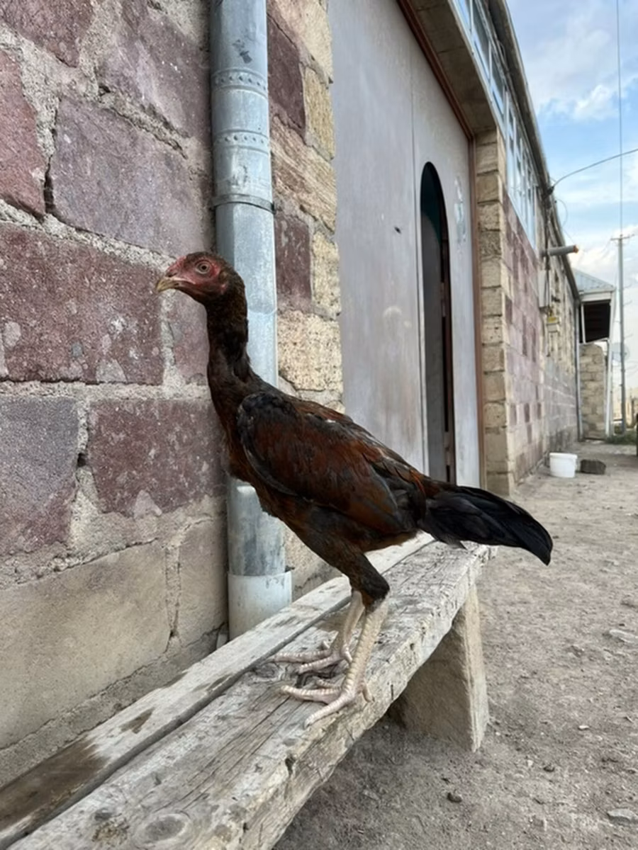 استرالیایی گیم