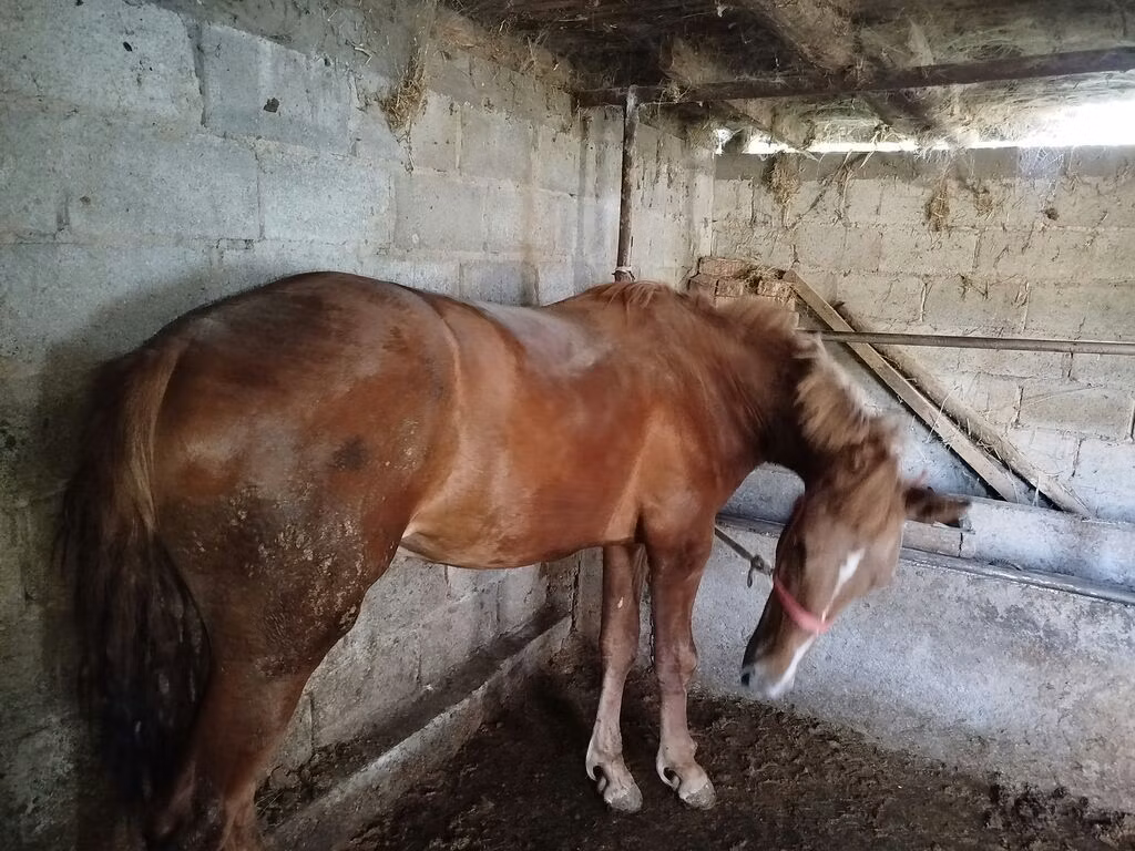 Swedish warmblood horse