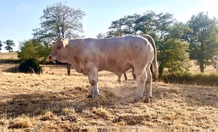 Charolais cattle