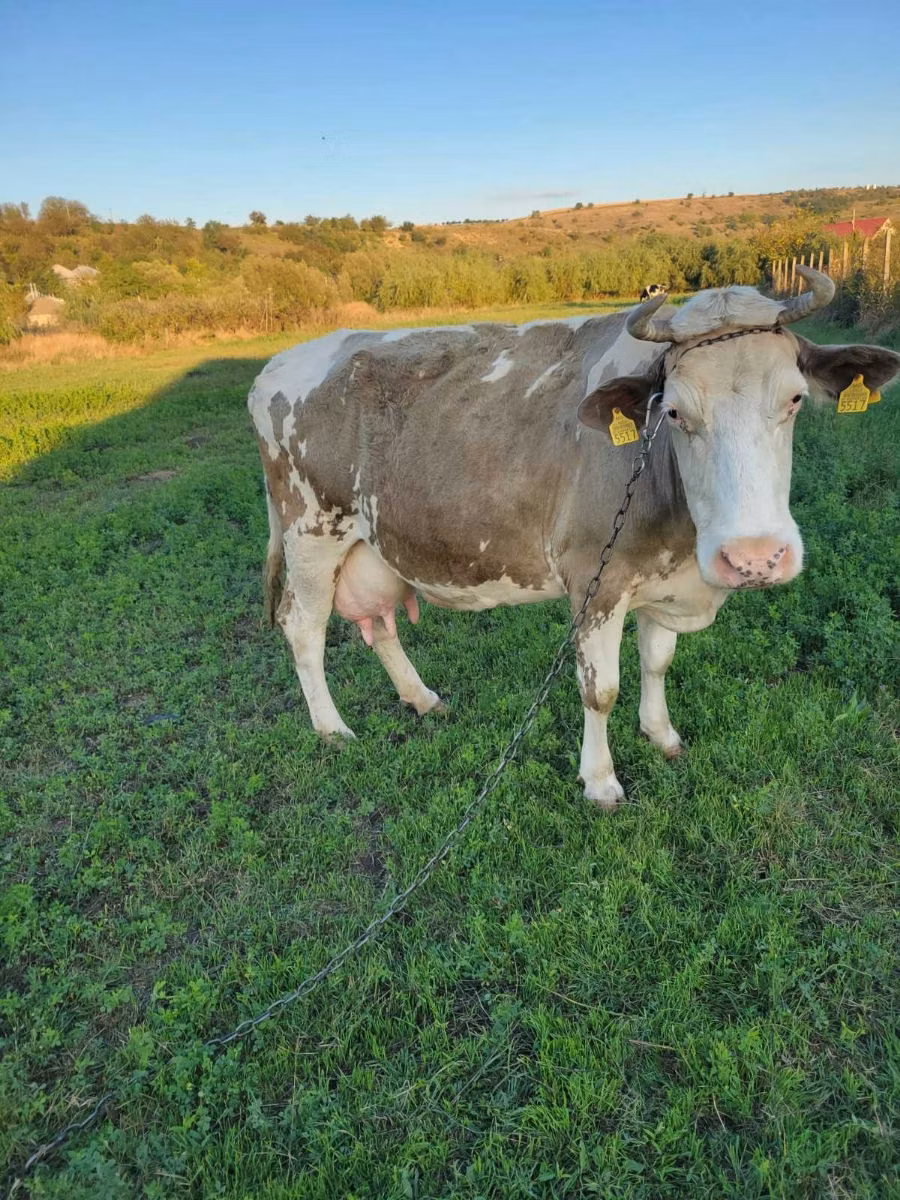 Razza bovina