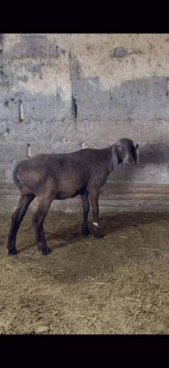 Arashan sheep