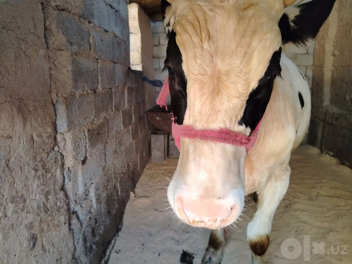 Russian Black pied cattle