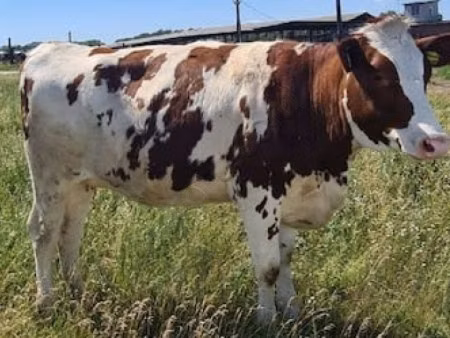 Red-spotted breed