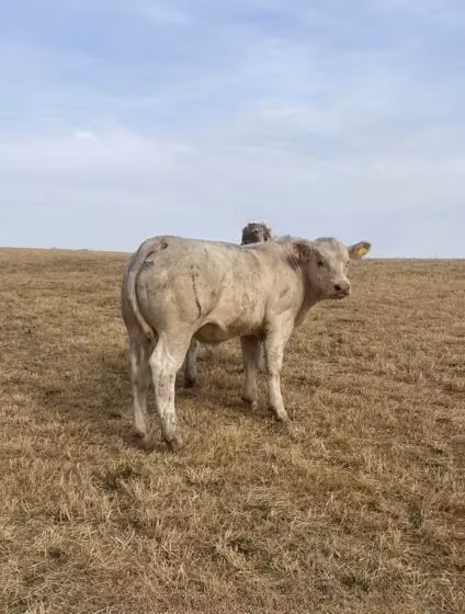 Charolais cattle