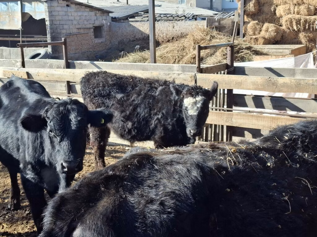 Swiss cattle