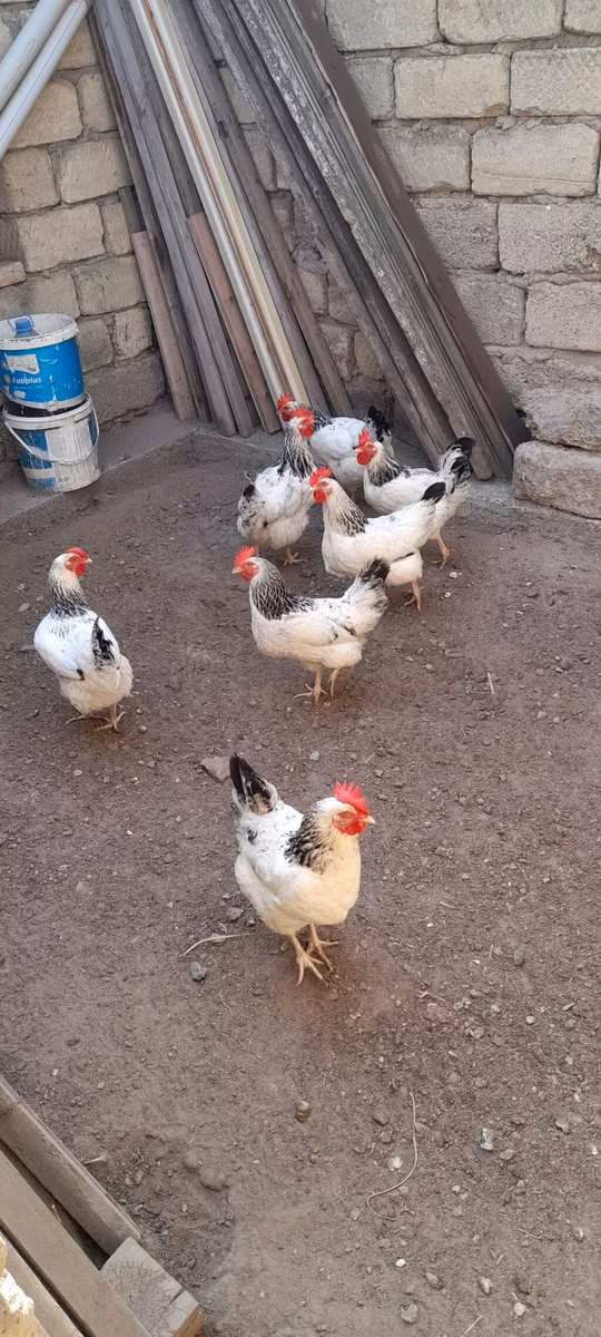 लाकेनवेल्डर