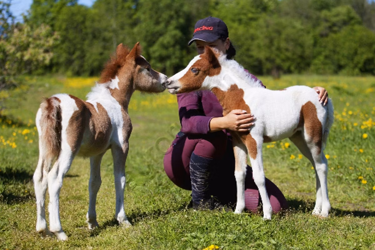 American shetland pony