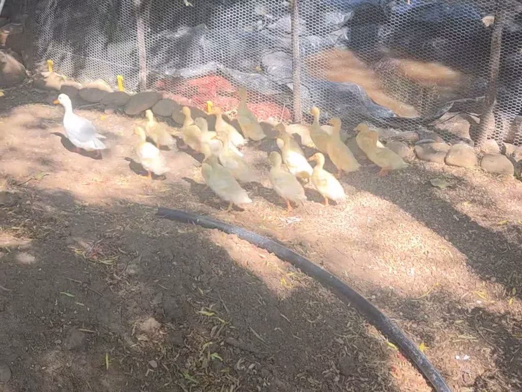 কল