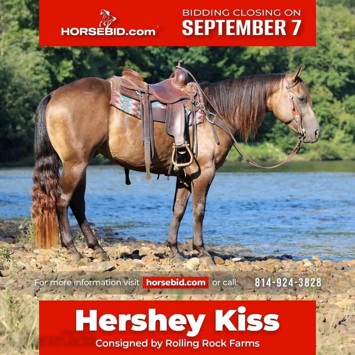 Quarter Horse