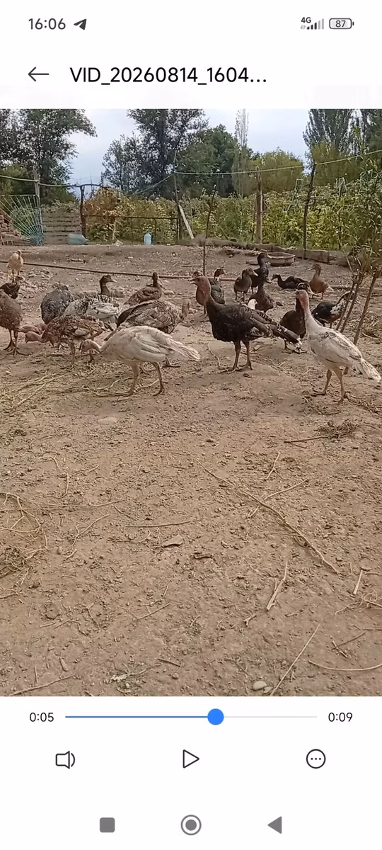 Bürünc