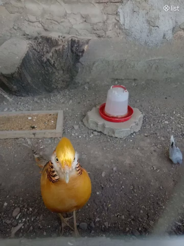 Altın İtalyan