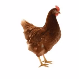 لوهمان براون