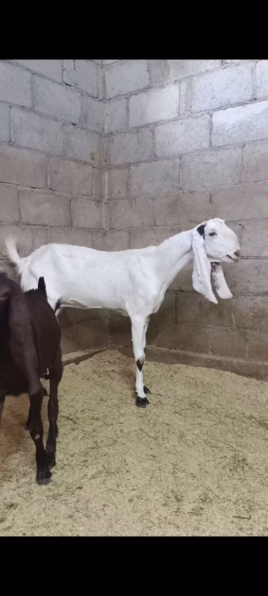 Kamori goats