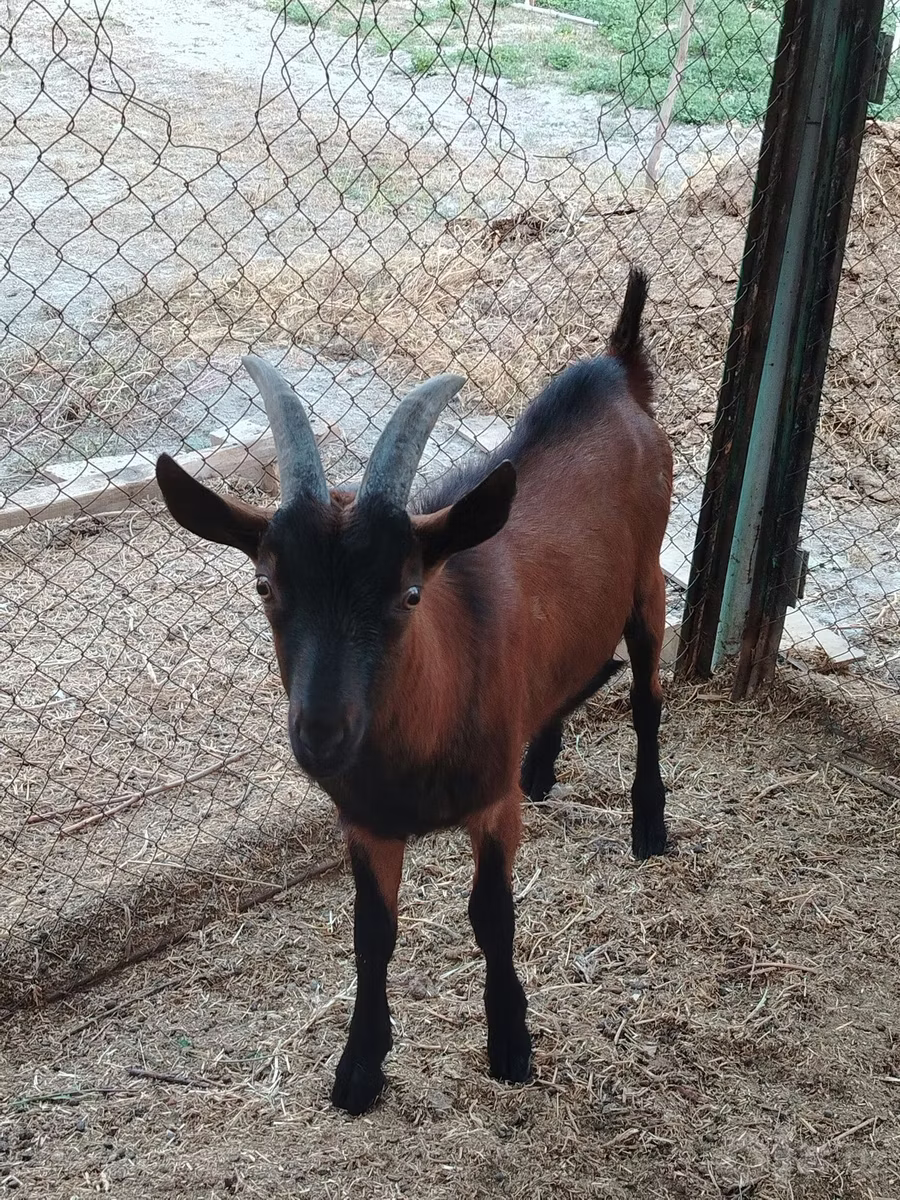 Alpine goat