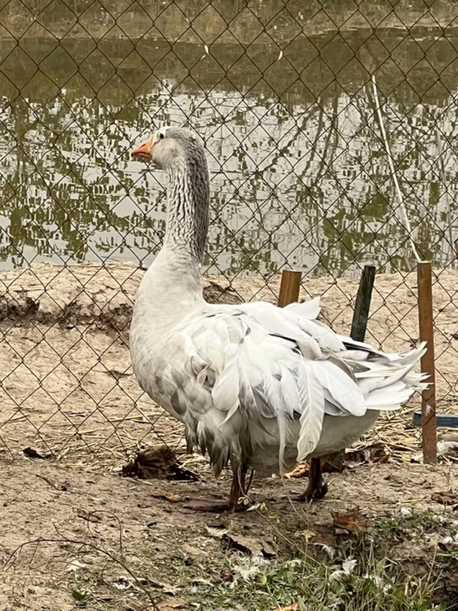 آمریکن بوف