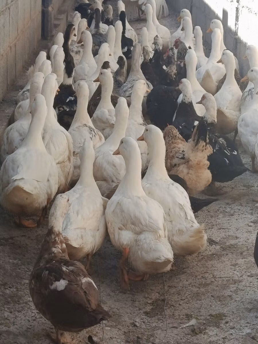 Domestic Muscovy