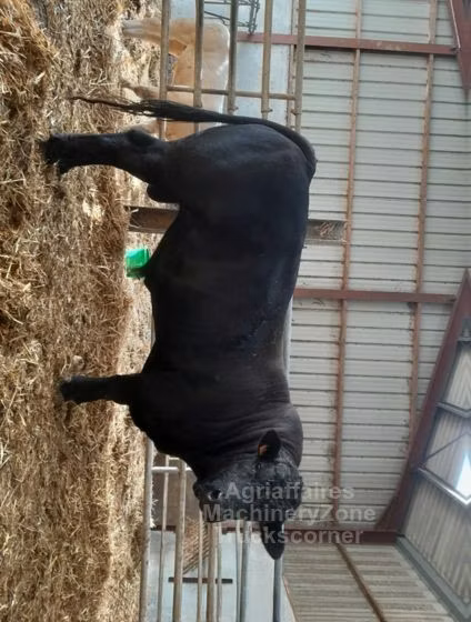 Cast cow