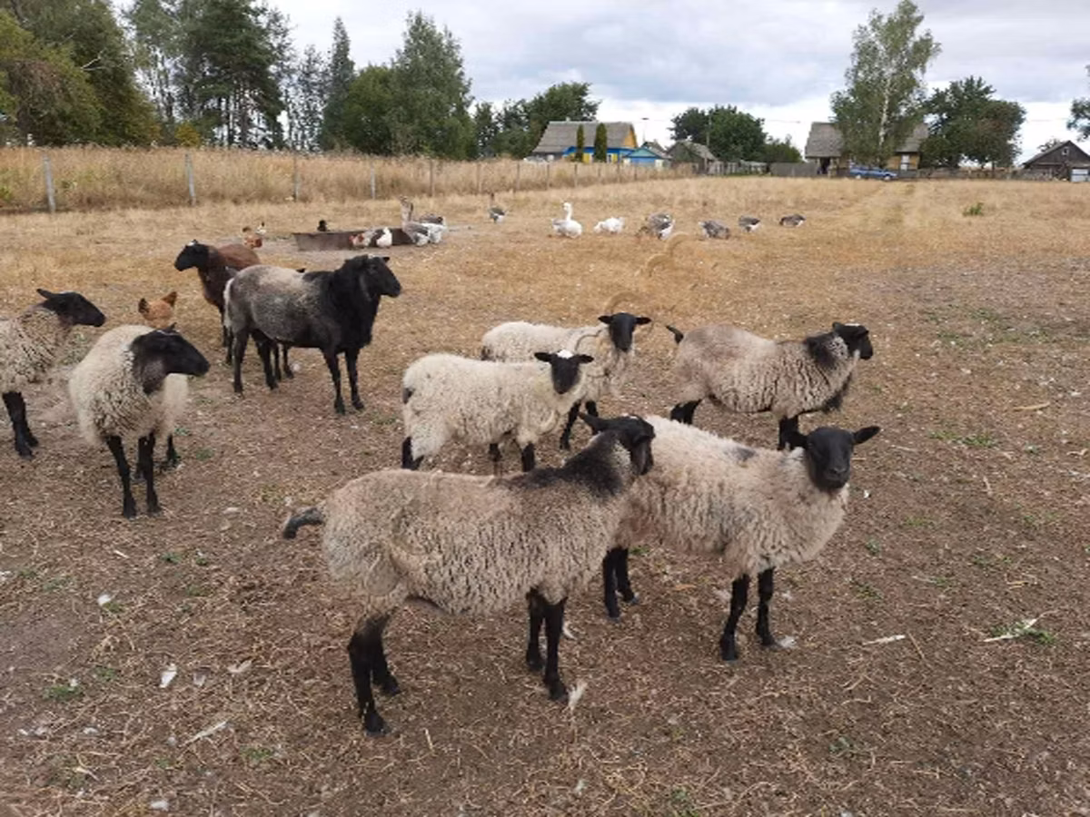 Romanov sheep