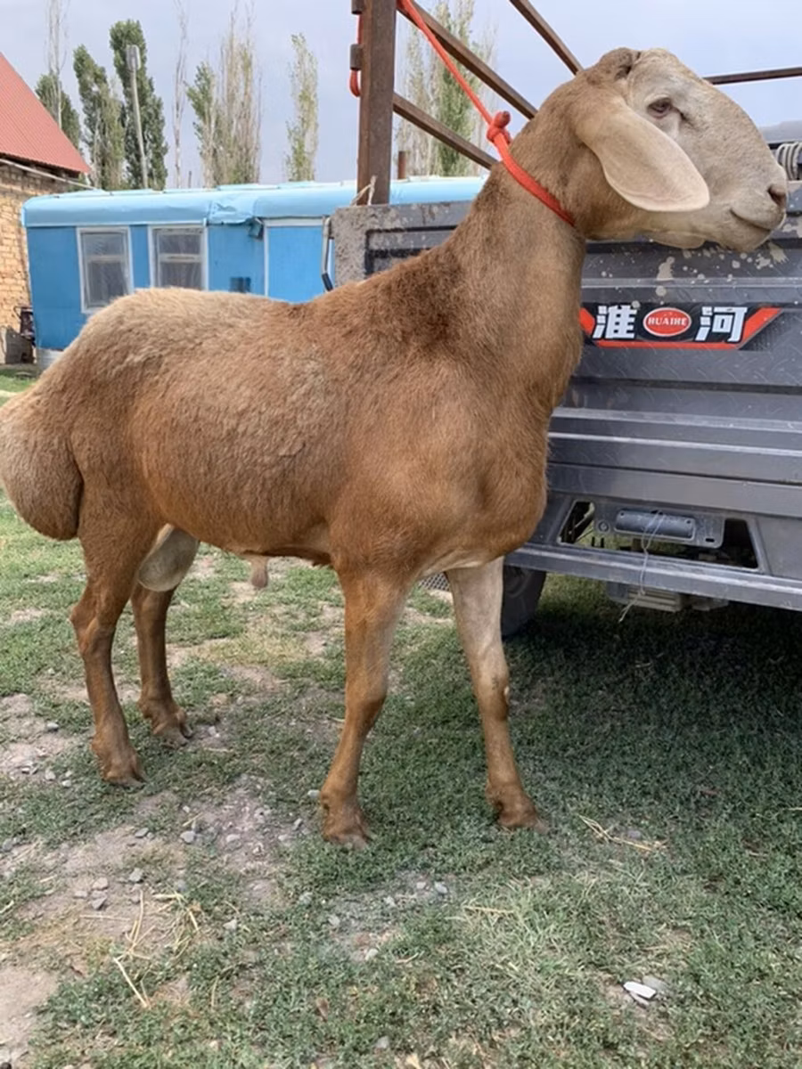 Arashan sheep