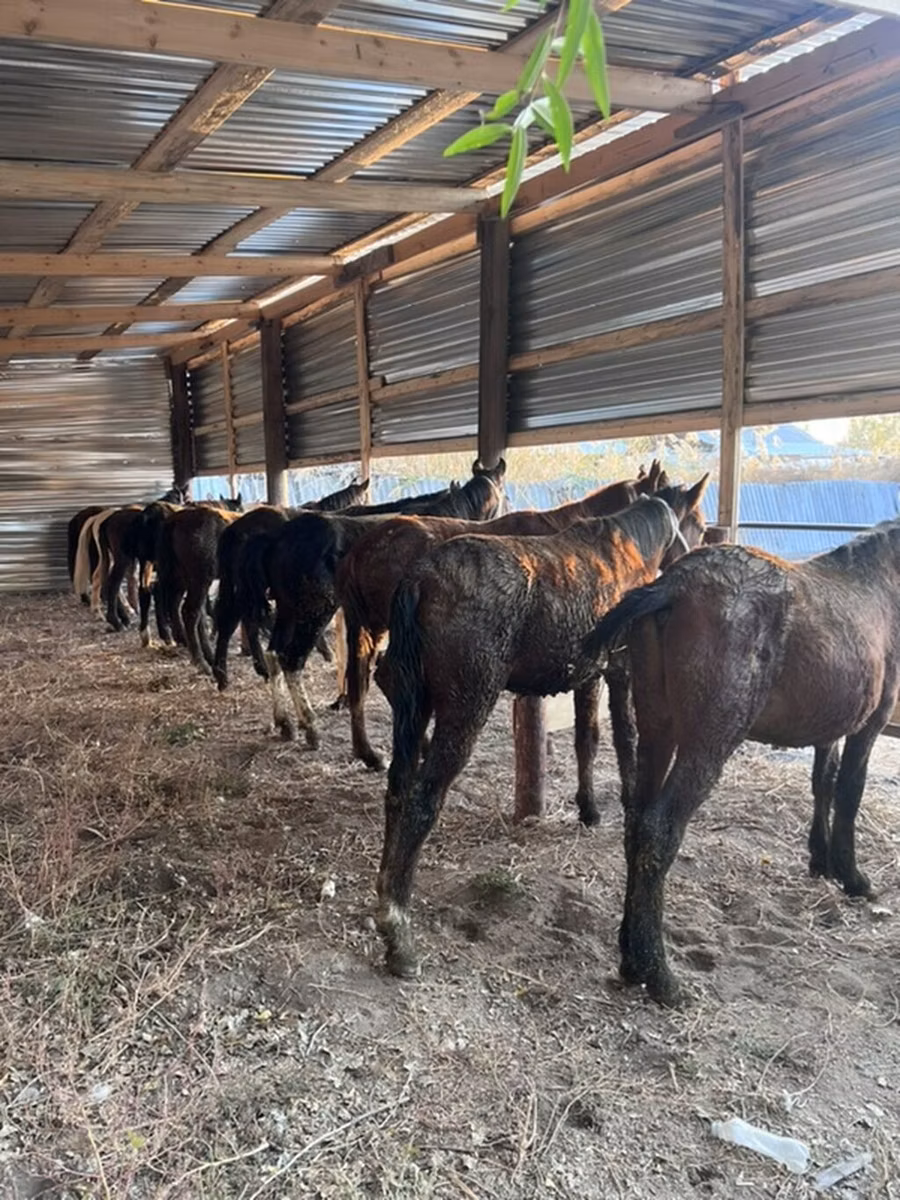 Horse breed