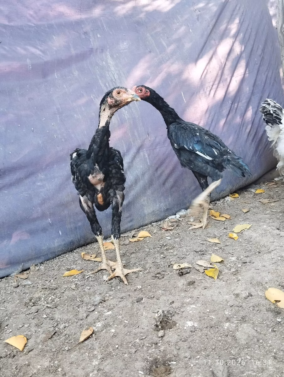 मलय गेम