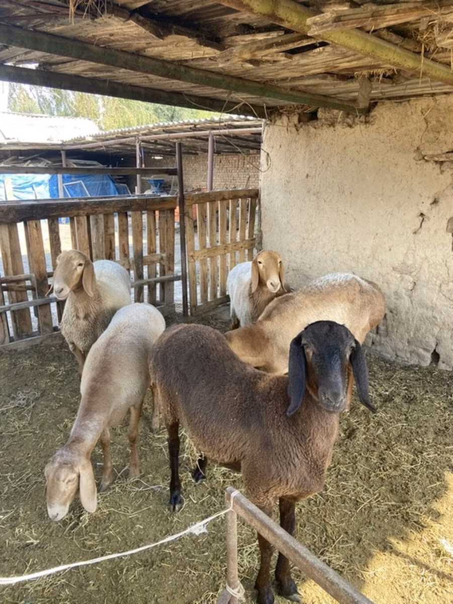 Arashan sheep