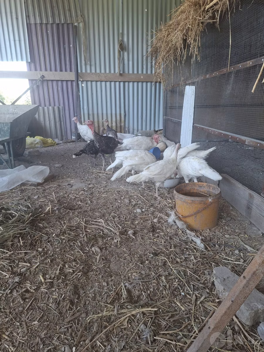 स्लोवेनियन सिल्वर हेन