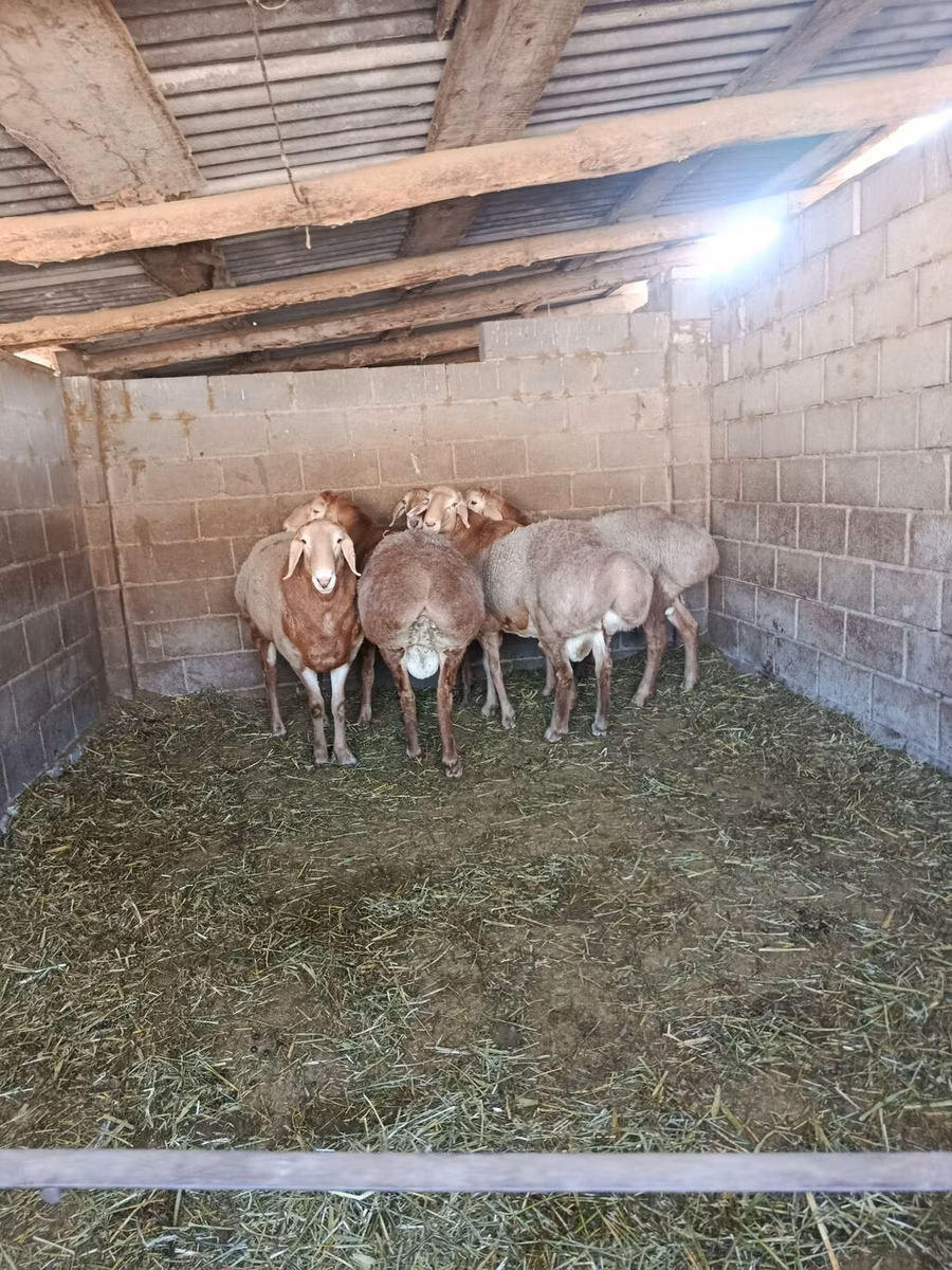 Arashan sheep