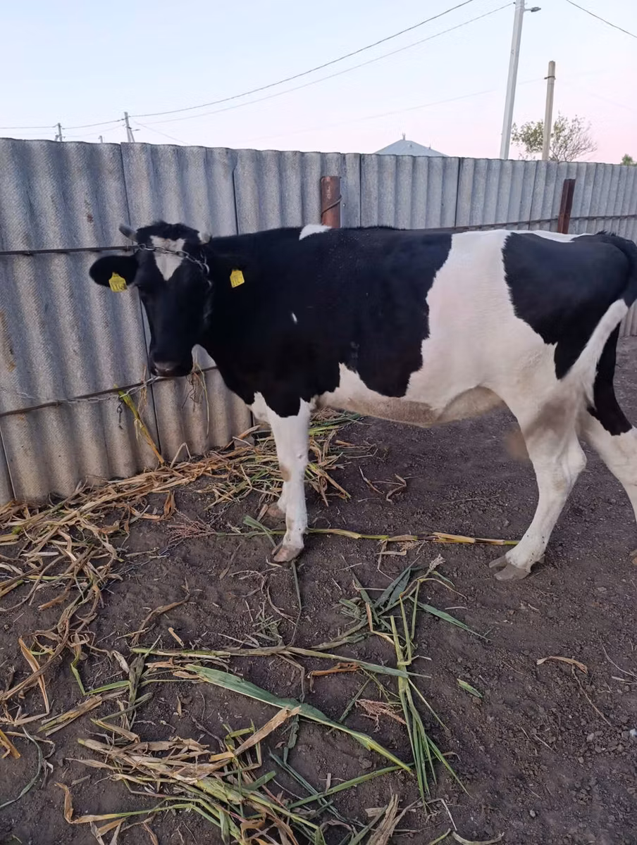 Razza Holstein