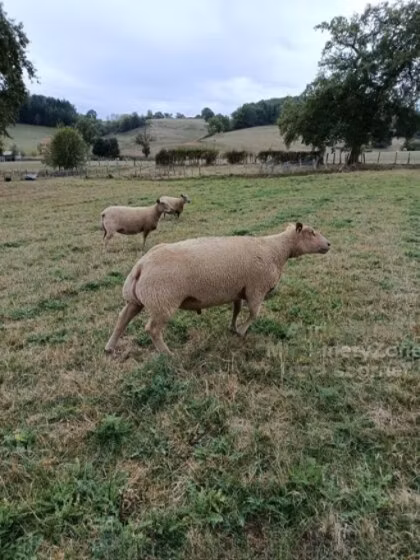 Charollais sheep