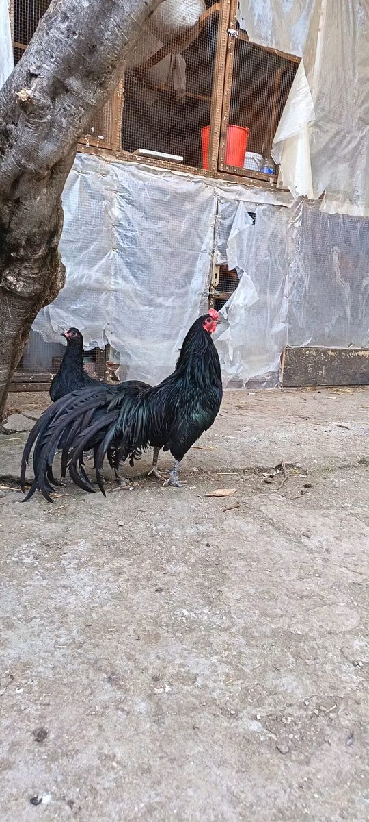 सुमात्रा