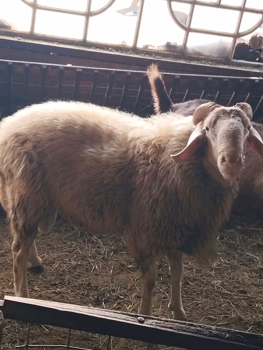 Assaf sheep