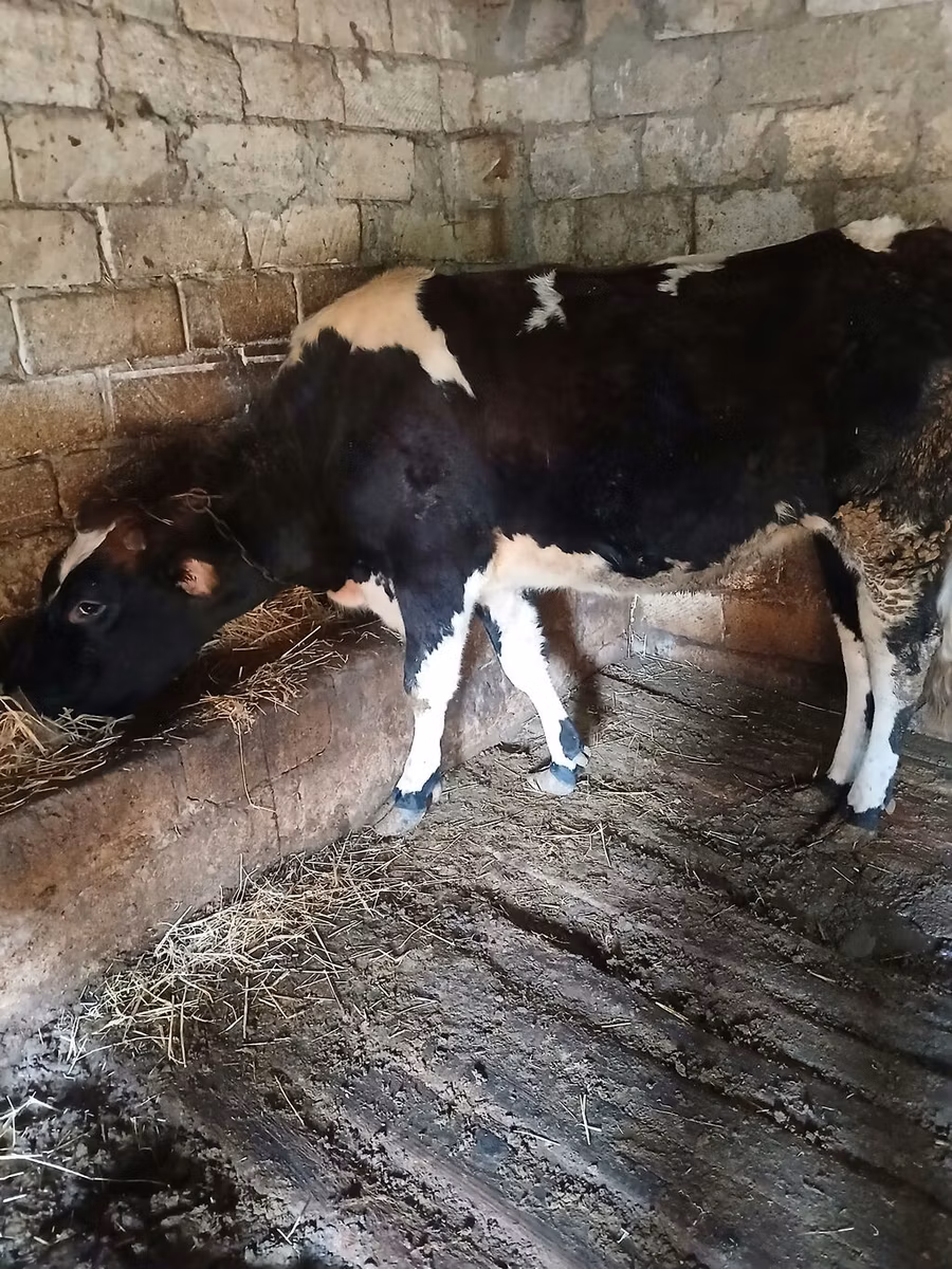 Simmental cattle