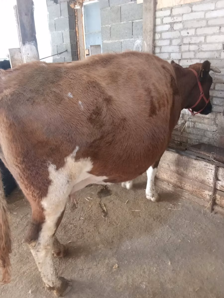 Alatau plemeno